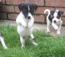 Micro Chippe Jack Russell Puppys Image eClassifieds4u 2