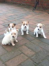 Micro Chippe Jack Russell Puppys Image eClassifieds4u 1