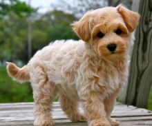 awesome Maltipoo puppies now