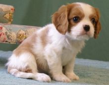 Beautiful Cavalier King Charles Spaniel Puppies