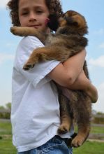 Beautiful German Shepherd Puppies For Sale