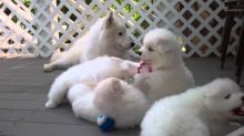 bright Samoyed puppies for homes