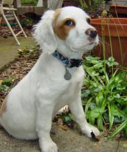 Brittany Spaniel Puppies