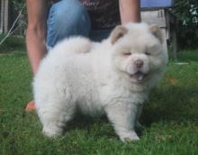 Chow Chow Puppies