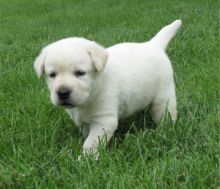 Chunky Golden Labrador Puppies