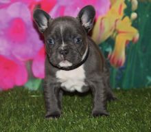 Gorgeous AKc Frenchie Pups, Ready To Leave