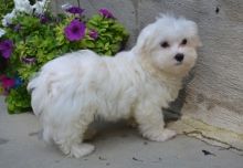 Kennel Club Reg. Tiny Show Quality Maltese Puppies