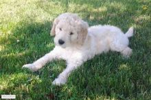 Miniature Goldendoodle Puppies