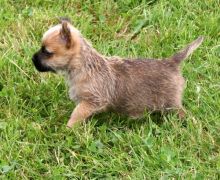 Pedigree Cairn Terrier Puppies For Sale