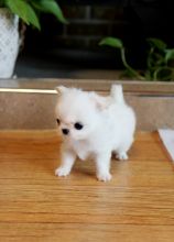 Tiny AKc Reg Female Chihuahua Puppy Ready Now