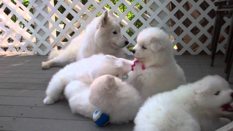 attractive Samoyed puppies available Image eClassifieds4u