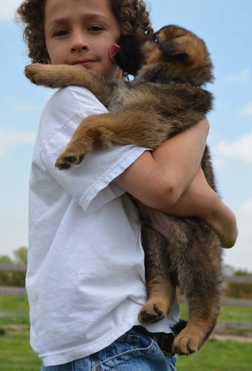 Beautiful German Shepherd Puppies For Sale Image eClassifieds4u