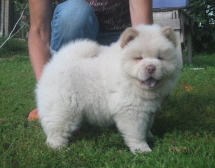Chow Chow Puppies Image eClassifieds4u