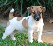 Jack Russell Pups Ready Now For New Home Image eClassifieds4U