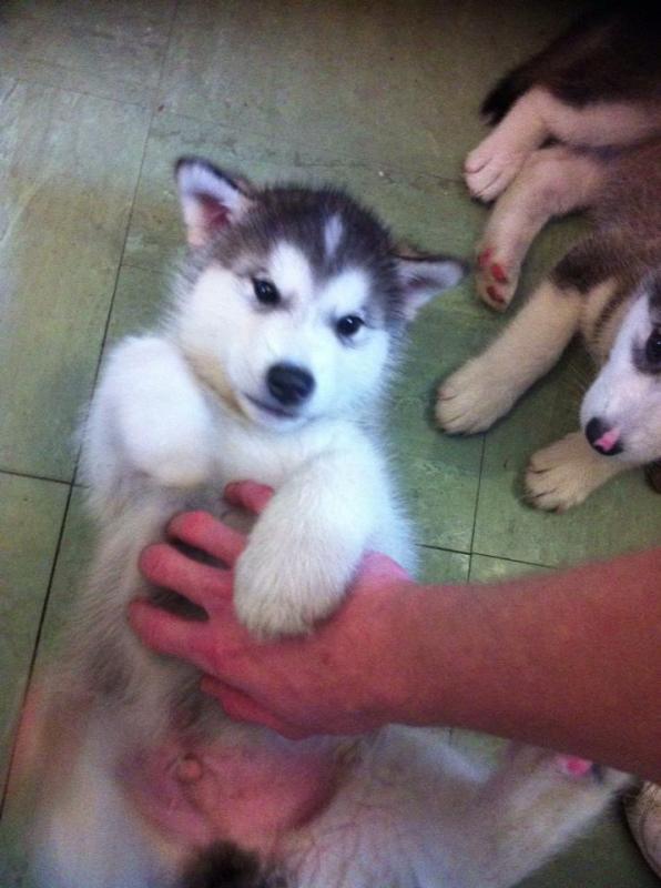 Two Alaskan Malamutes for free Image eClassifieds4u