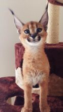 Caracal kittens , Serval kitten and Cheetah