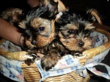 Healthy Home Trained Yorkie Puppies{ Mariamorgan456@gmail.com }