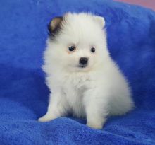 Ice white pomeranian puppies akc for good homes