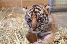 tiger cubs , lion cubs , Cheetah cubs , Africa Serval kittens and Caracal kittens for sale