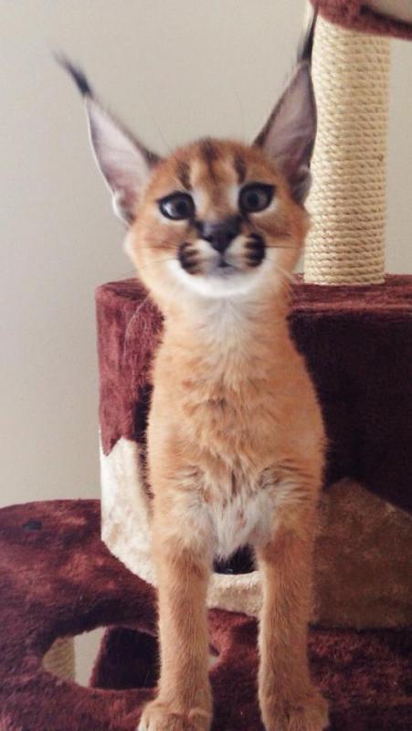 Caracal kittens , Serval kitten and Cheetah Image eClassifieds4u