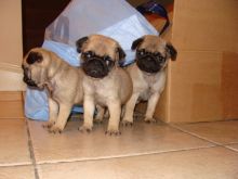 Absolutely stunning litter of fawn to black mating pug puppies Looking For New Homes. Image eClassifieds4U