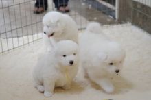 Beautiful male and female Samoyed available Call or text 561-331-2432