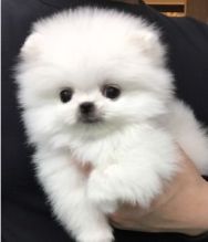 Pomeranian Puppies Available Free/kellyjeronica1@gmail.com