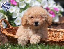 respectable Maltipoo puppies