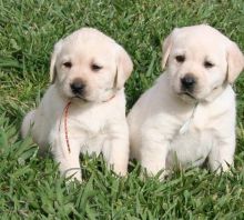 Two Labrador Retriever Puppies for free Adoption Text 502-414-3546