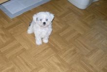 Small Female Shihpoo Puppy Image eClassifieds4u 4