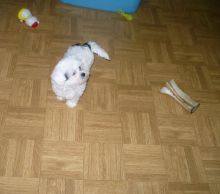 Small Female Shihpoo Puppy Image eClassifieds4u 3