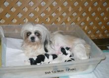 Small Female Shihpoo Puppy Image eClassifieds4u 2