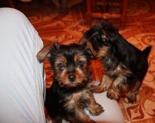 Male and Female Yorkie puppies call or text 407-504-0203 Image eClassifieds4u