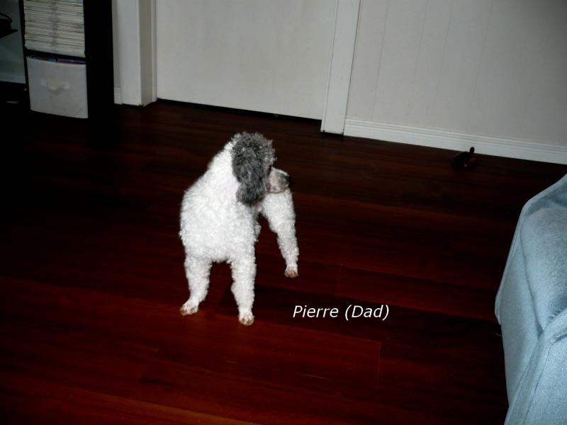 Small Female Shihpoo Puppy Image eClassifieds4u