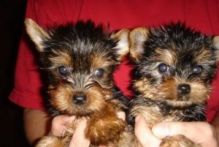 Affectionate Teacup Male and Female Yorkie puppis for Sale,kell.yjeronica.1@gmail.com