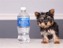 Awesome Teacup Yorkie puppies for adoption