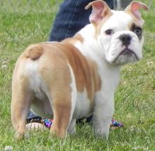 English bulldog puppies for sale