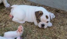 Healthy English bulldog puppies available