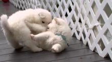 noble Samoyed puppies