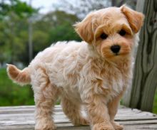 spectacular Maltipoo puppies