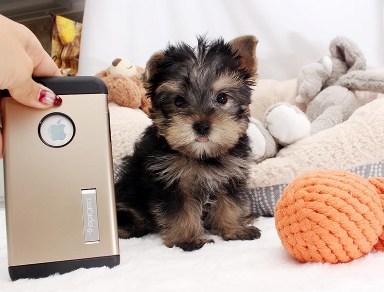 Awesome Teacup Yorkie puppies for adoption Image eClassifieds4u