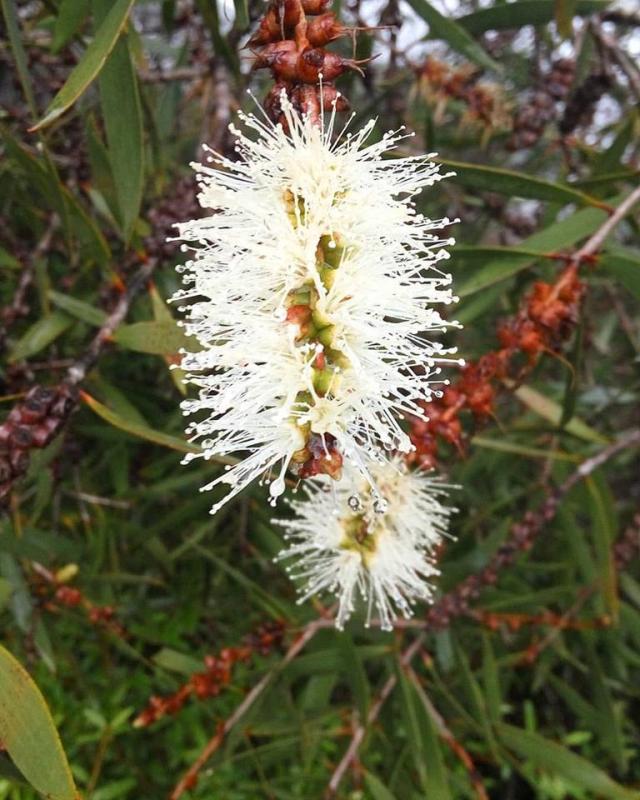 FRASER ISLAND TOURS Image eClassifieds4u