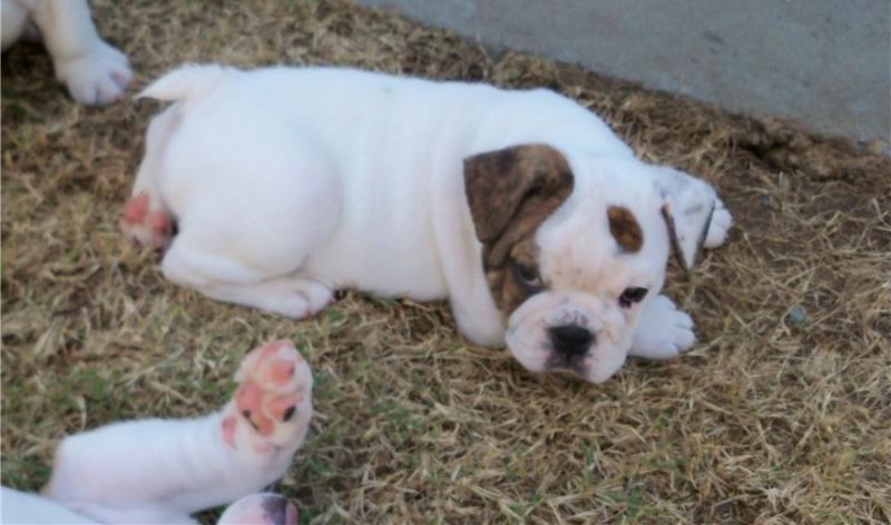 Healthy English bulldog puppies available Image eClassifieds4u