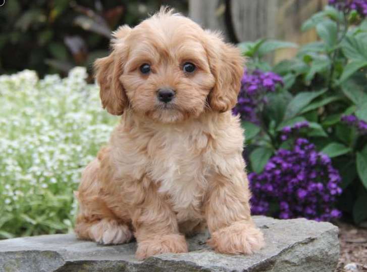 joyful Cavapoo puppies Image eClassifieds4u