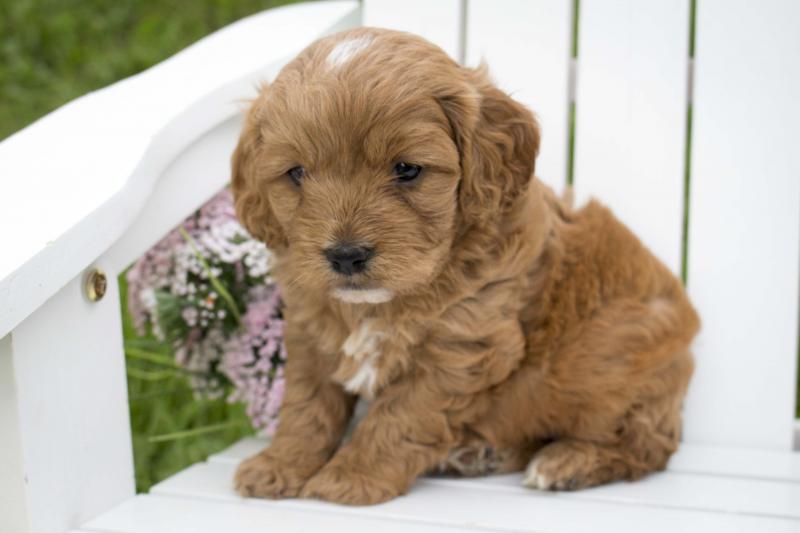 joyful Cavapoo puppies Image eClassifieds4u