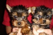 AKC Yorkshire Terrier Puppy,kell.yjeronica.1@gmail.com Image eClassifieds4U