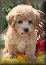 inspiring Maltipoo puppies Image eClassifieds4u 3