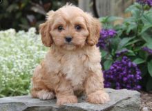 joyful Cavapoo puppies Image eClassifieds4u 2