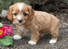 joyful Cavapoo puppies Image eClassifieds4u 1