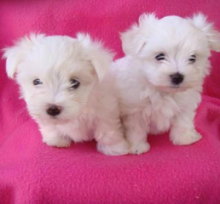 Two Healthy Teacup Maltese Puppies Now Ready For Adoption